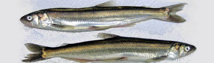Eulachon